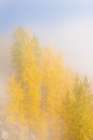 USA-Colorado-Uncompahgre National Forest Fog on aspen grove in autumn Art Print